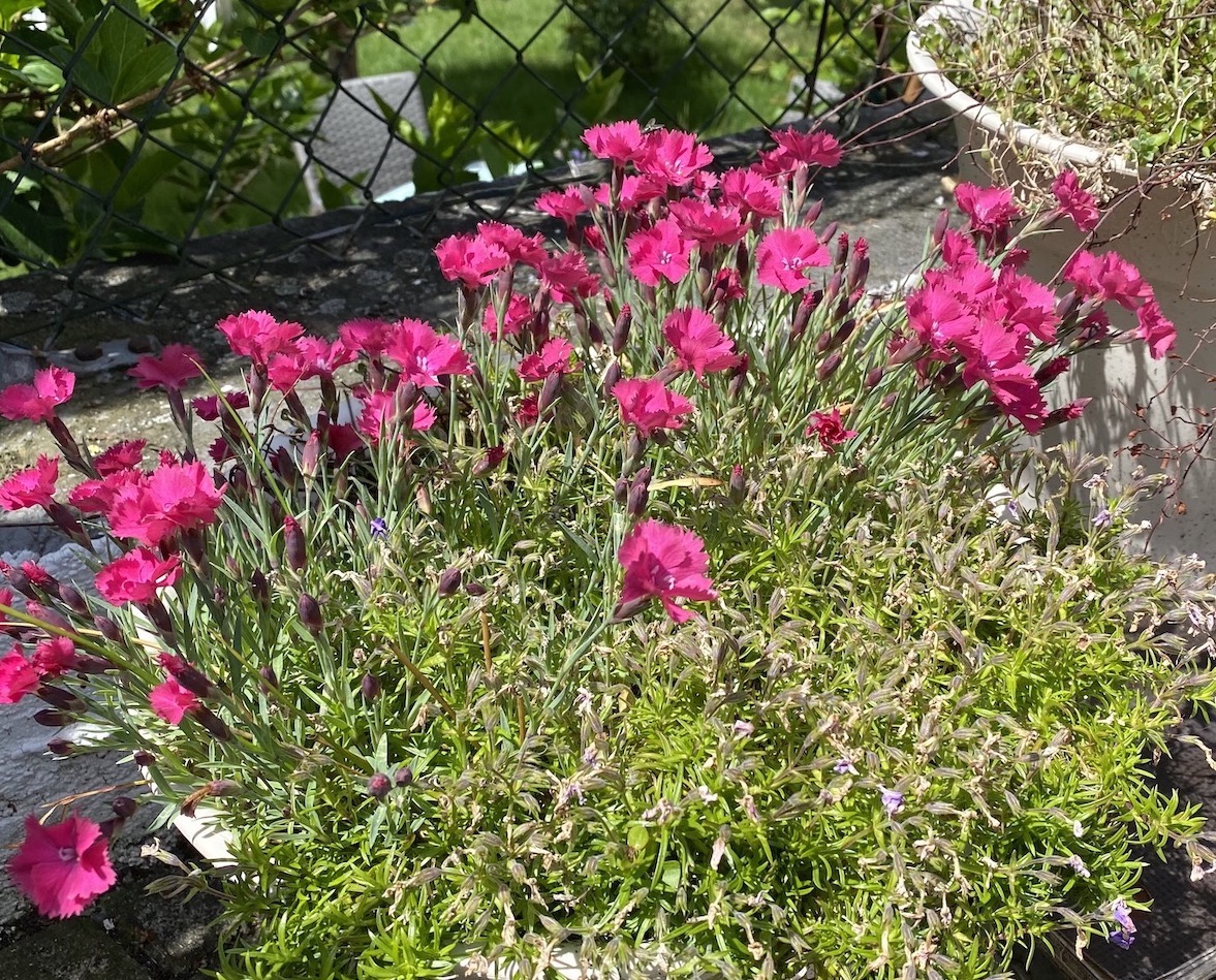 Gästehaus Birgit zum Rosengarten Breitau